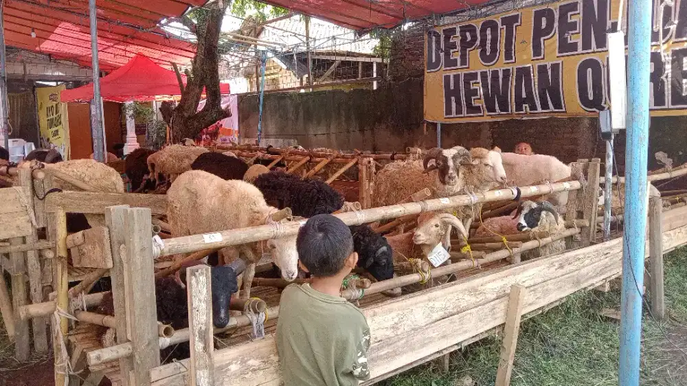 Domba murah#sapi murah#hewan qurban murah bandung 2026 gratis ongkir
