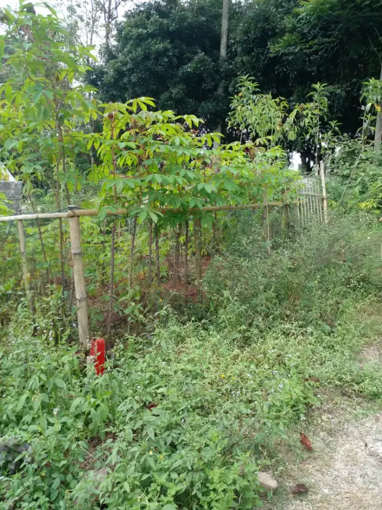 Tanah kavling pinus asri (samping megatutupan)