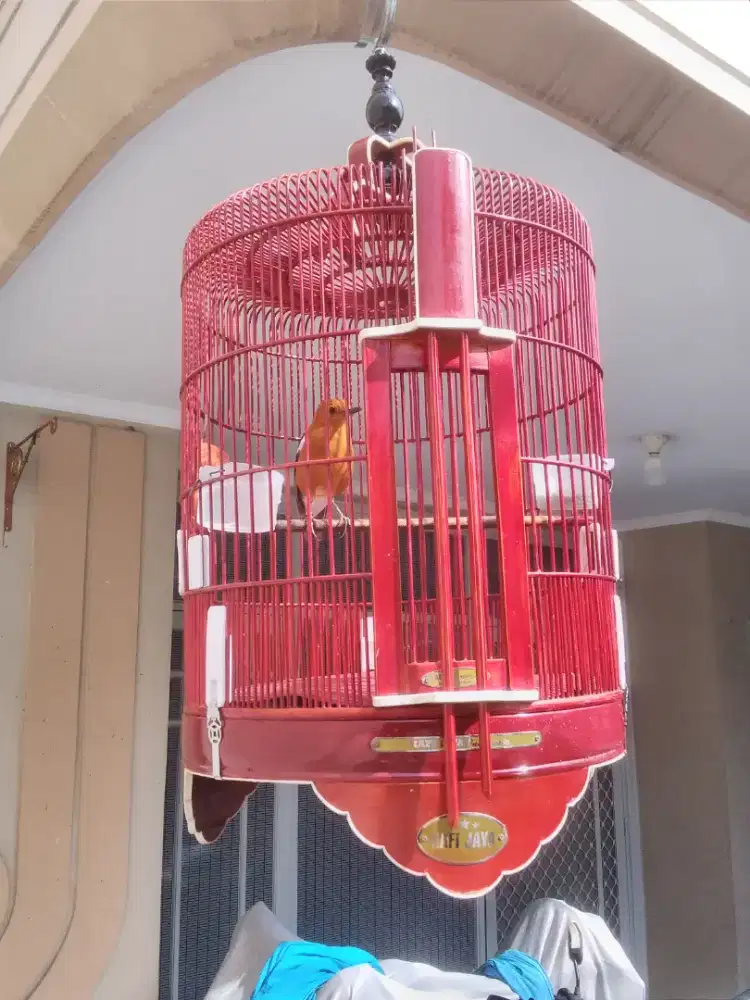 Burung anis bata macetan ring Raja teler .