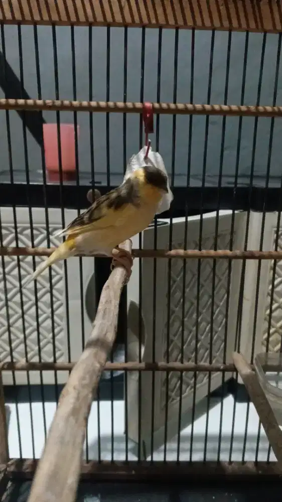 Burung KENARI AFS