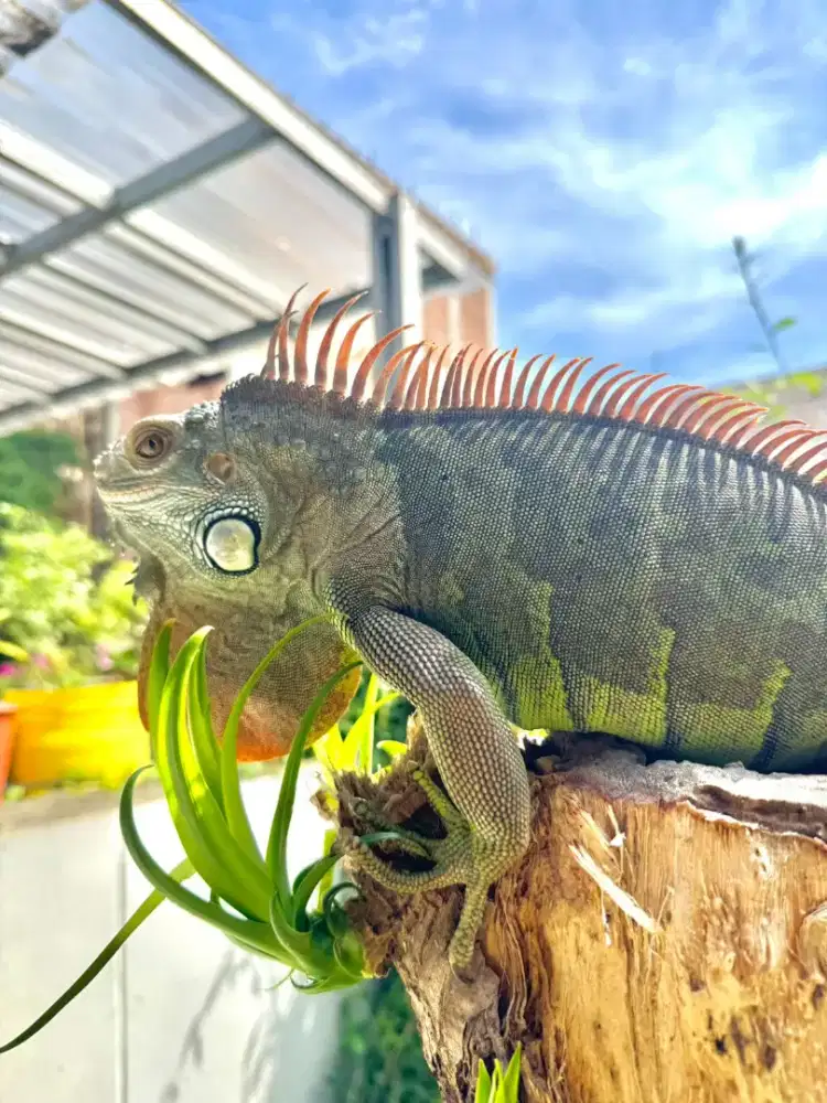 Iguana green dewasa