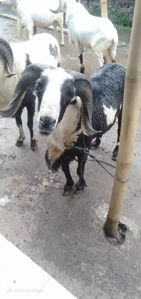 Domba Qurban Jumbo Si Belang