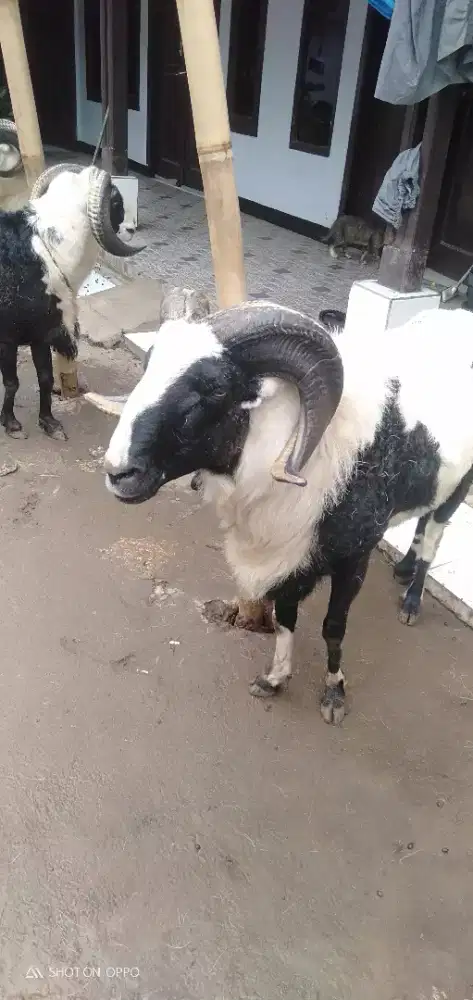 Domba Qurban Jumbo Lempay