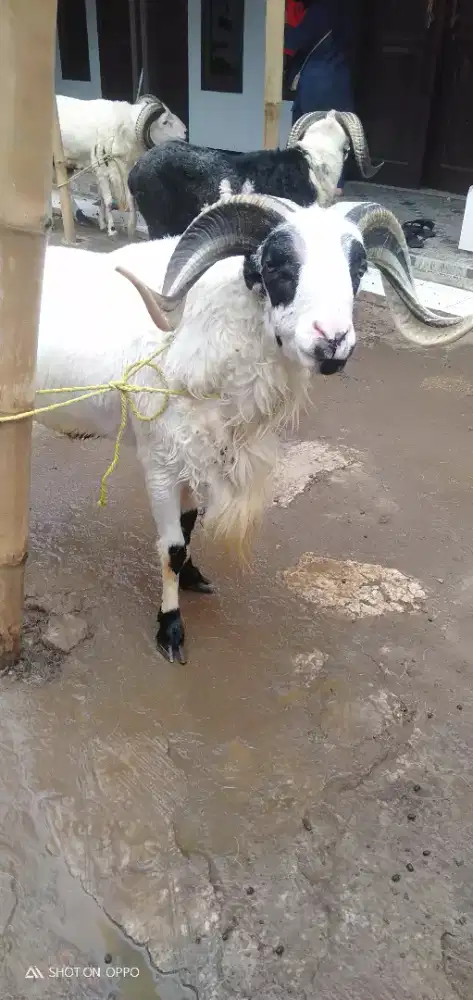 Domba Qurban Kasep Riben Leang