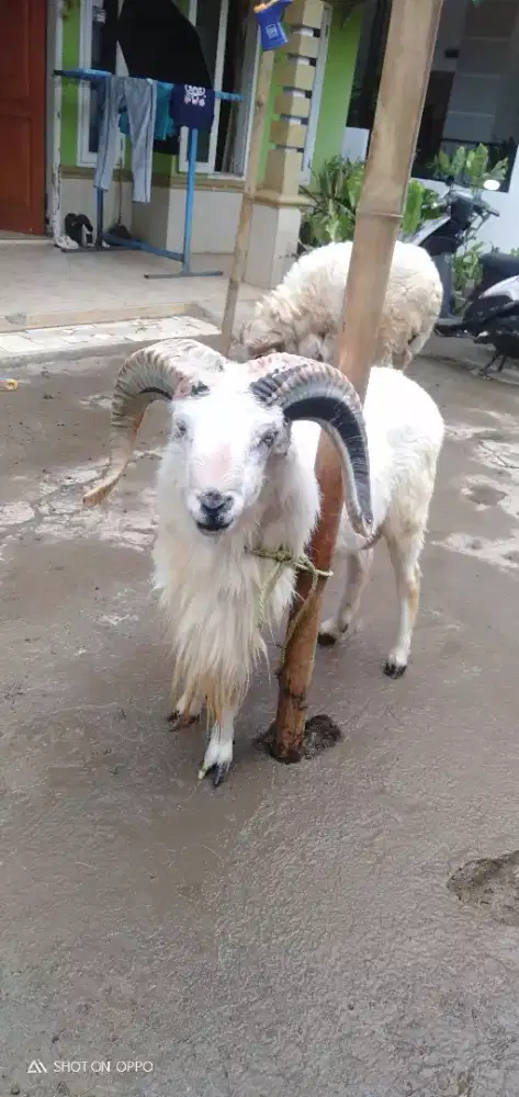 Domba Qurban Gagah