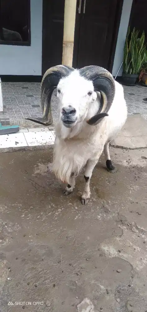 Domba Qurban Jumbo Wulung