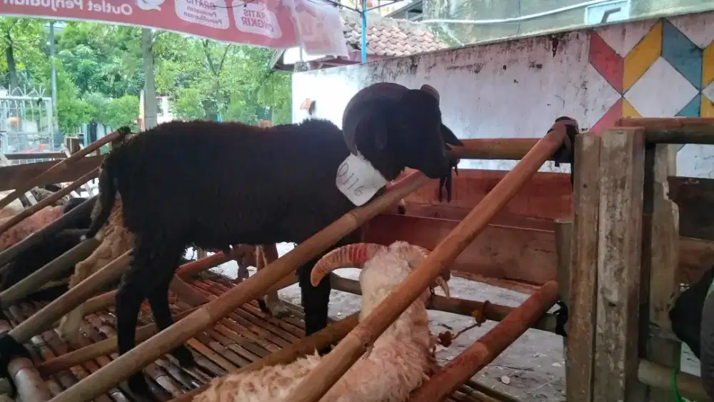 DOMBA QURBAN MURAH MERIAH SIAP KIRIM