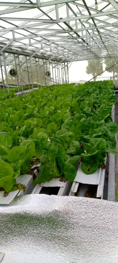 Dibutuhkan tukang kebun sayur