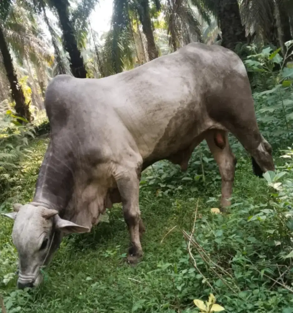 Sapi qurban jumbo