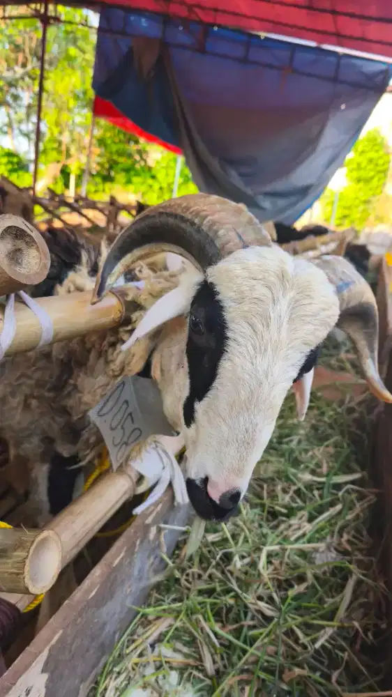 BOOKING SEKARANG ! DOMBA QURBAN HARGA PETERNAK