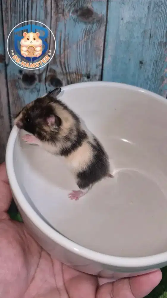 Hamster Syrian Tricolor Trico Calico Kualitas Terbaik