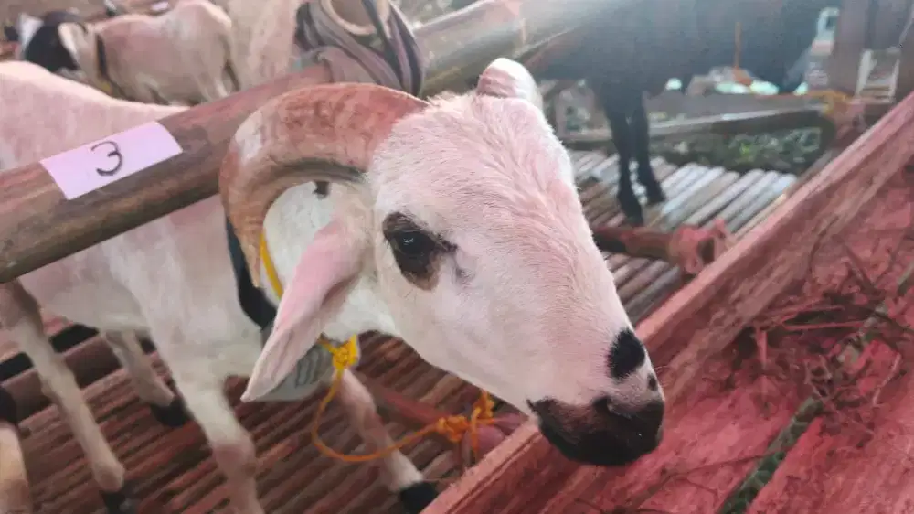 PROMO DOMBA QURBAN UNTUK YAYASAN DAN LEMBAGA