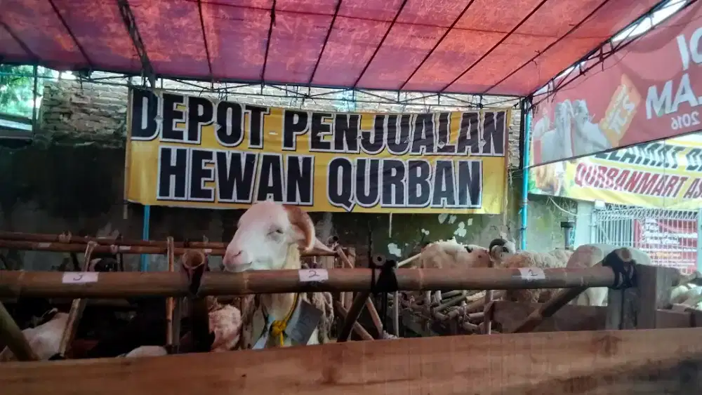 PUSAT GROSIR HEWAN QURBAN TERPERCAYA