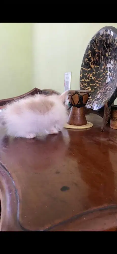 kucing munchkin betina