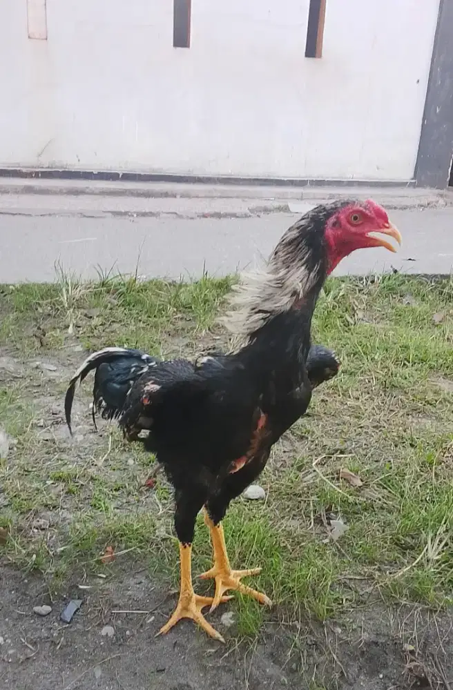 Ayam Gelanggang Jalak Phama IQ