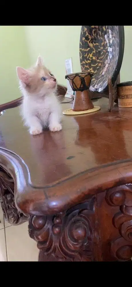 kucing munchkin betina