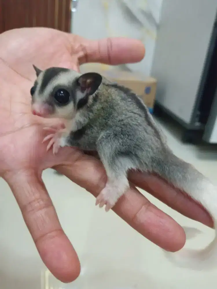 Sugar glider Joey  sepasang Moza X cg