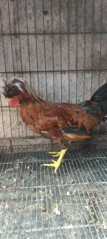 Ayam polandia jantan