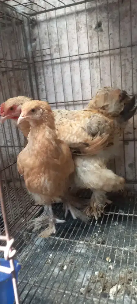 Atam brahma sepasang
