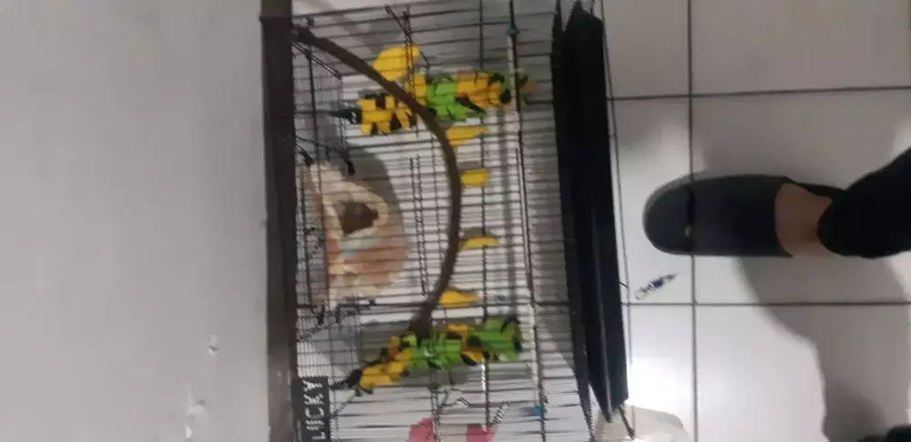 Kandang sugar glider lengkap