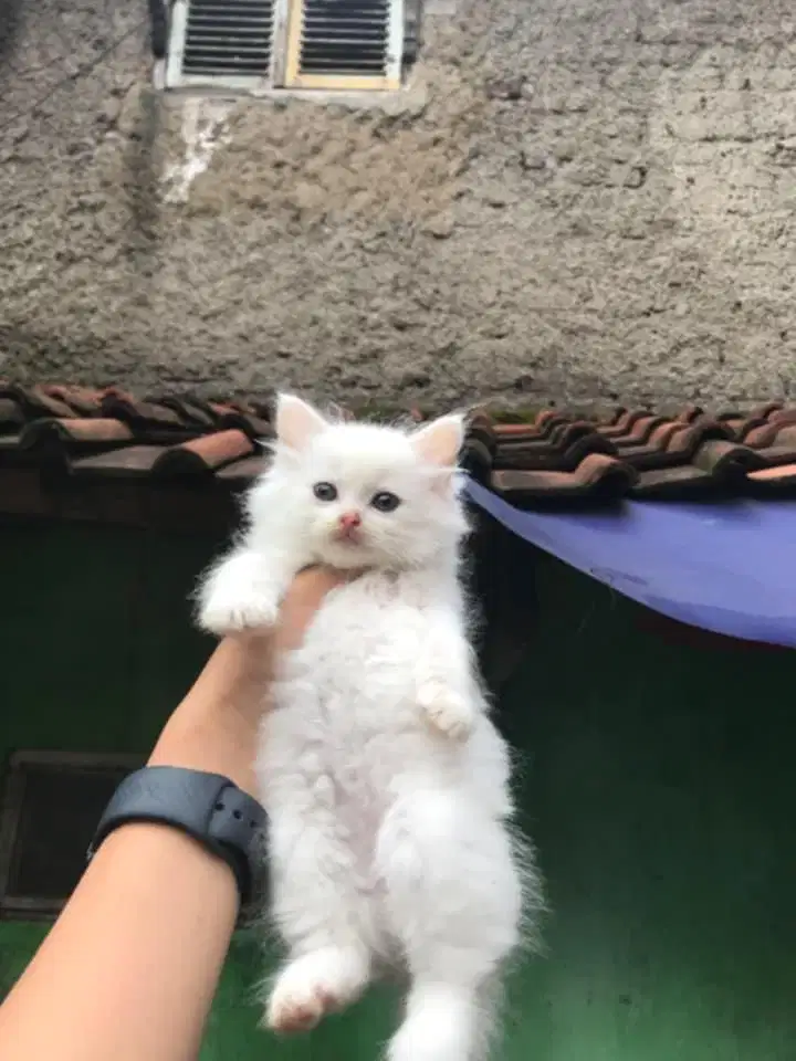Kitten persia himalaya