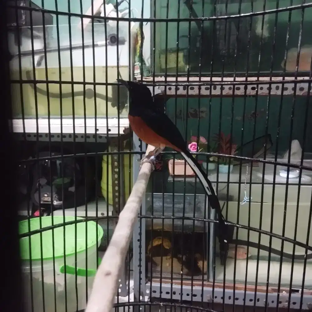 Burung murai batu