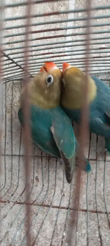 Burung lovebird prediksi sepasang