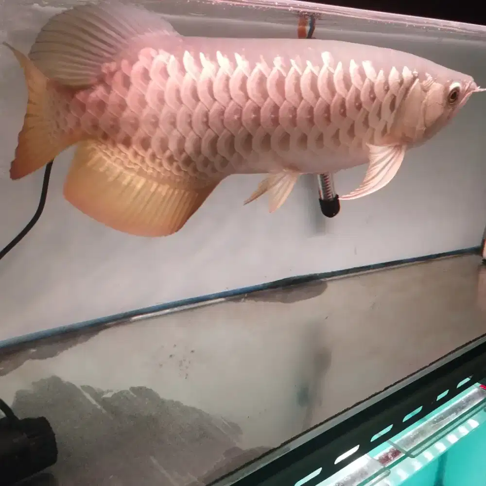 IKAN ARWANA/AROWANA GOLDEN RED SIZE 45 CM