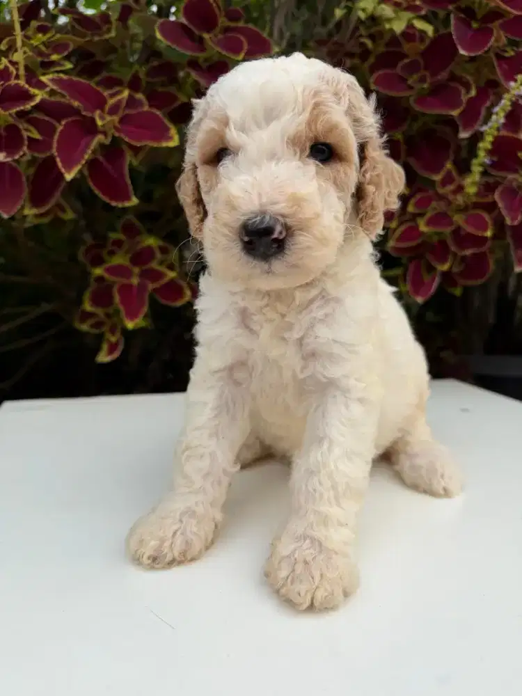 Jual puppy Giant poodle