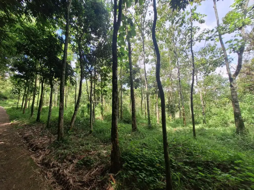 DIJUAL SEBIDANG TANAH! Luas 4.200 m² | Arjasari – Kab. Bandung