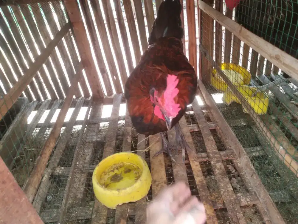Ayam jantan 2 ekor