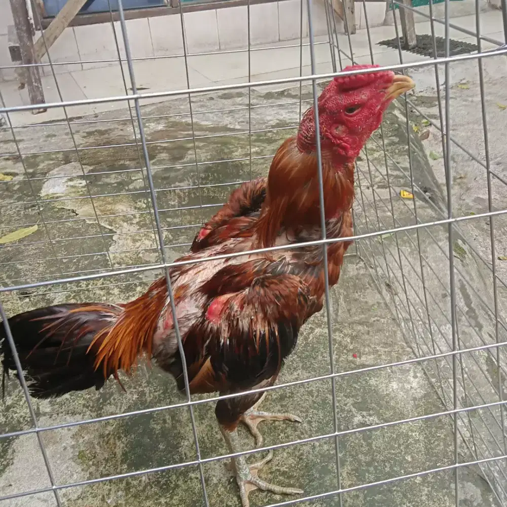Ayam Bangkok Mangon pacek
