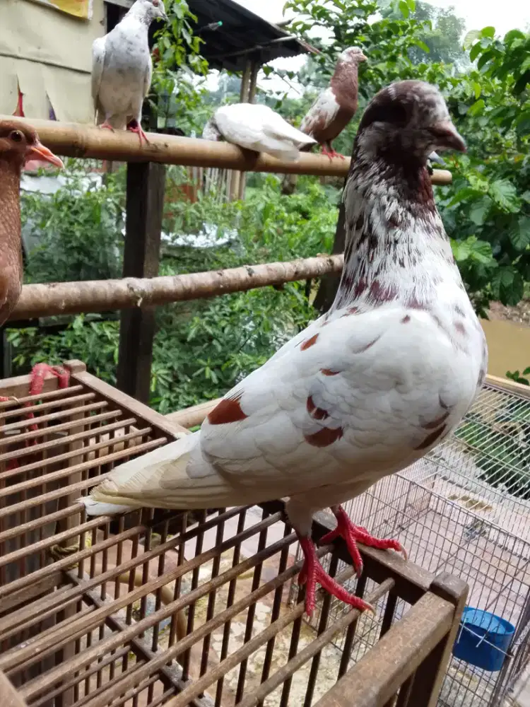 Burung dara merpati Tinggian