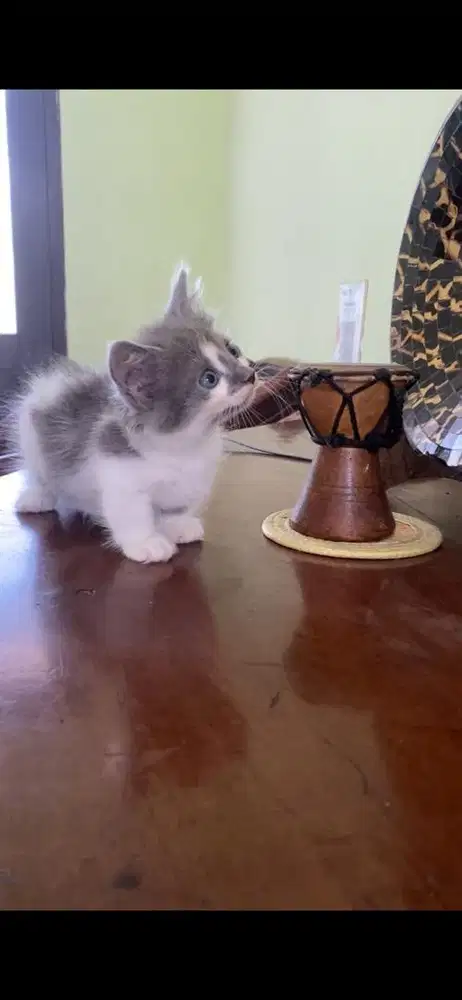 kucing munchkin betina