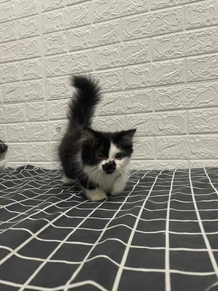 Bsh munchkin british long hair