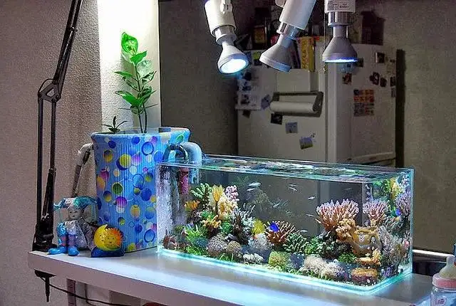 Aquarium Optic Clear Beninggg