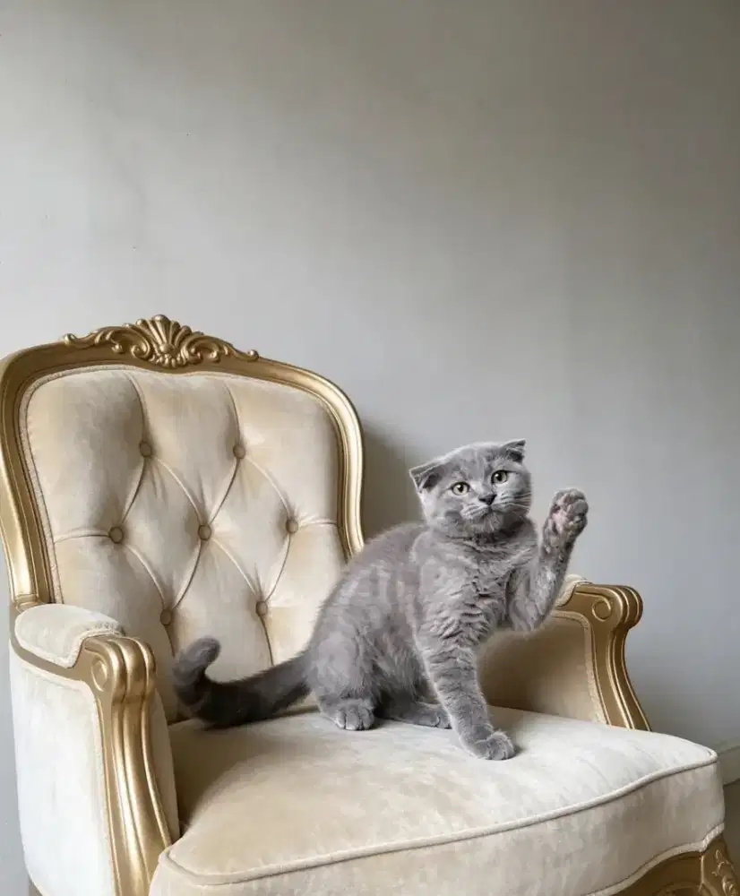 Bsh sf sehat kitten