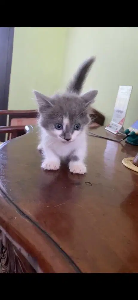 kucing munchkin betina