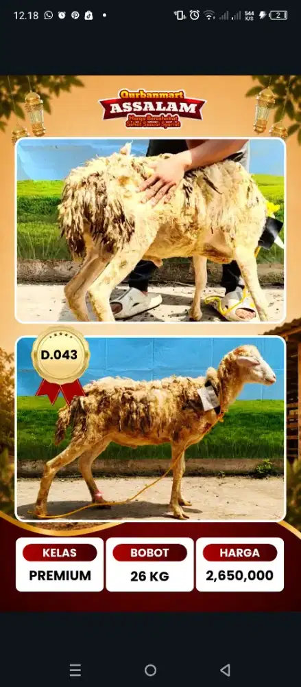 Qurban domba 2026, antar gratis