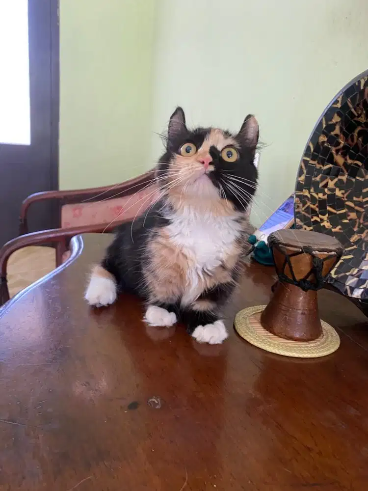 kucing munchkin betina