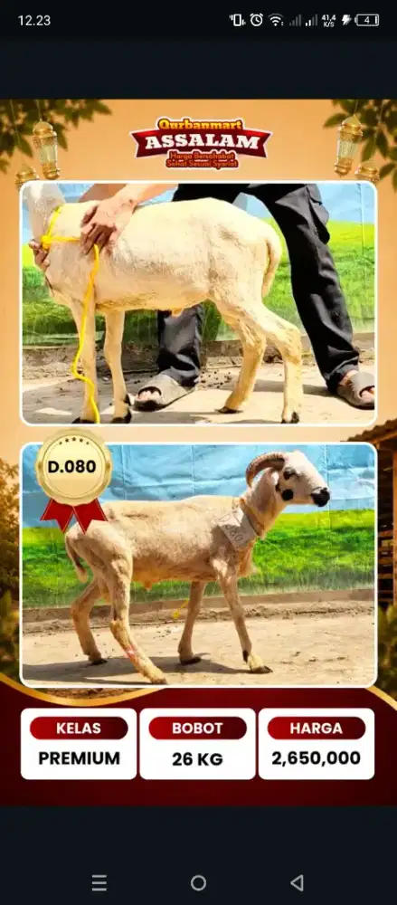 Domba Qurban Bandung, Gratis Pemeliharaan