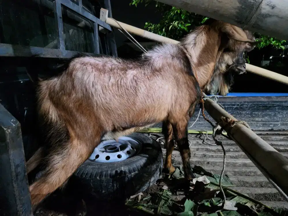 Kambing siap qurban