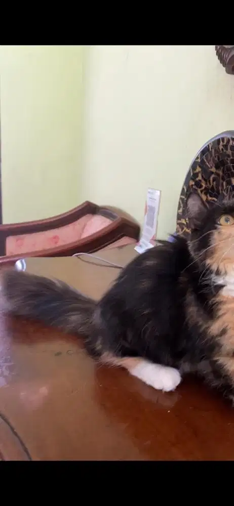 kucing munchkin betina
