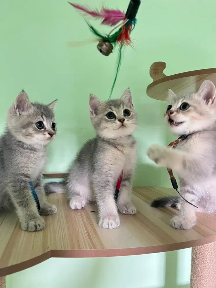 British Shorthair (bsh)