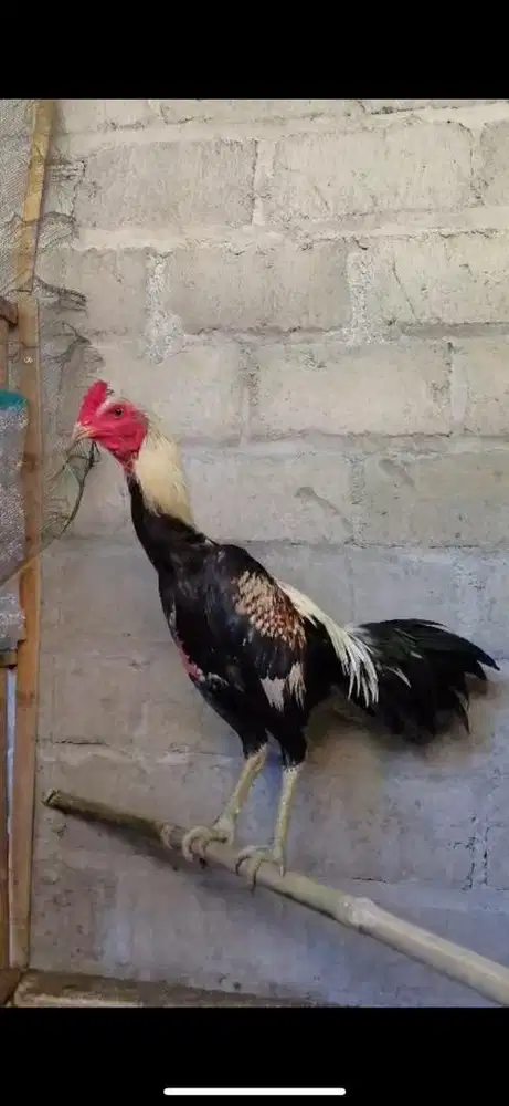 Pama lari upgrade lari