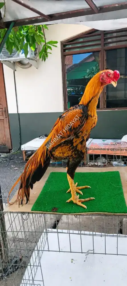 Ayam hias EKOR LIDI (CALON MONSTER)