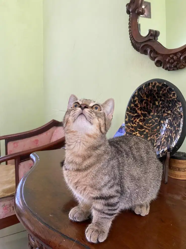 kucing munchkin jantan