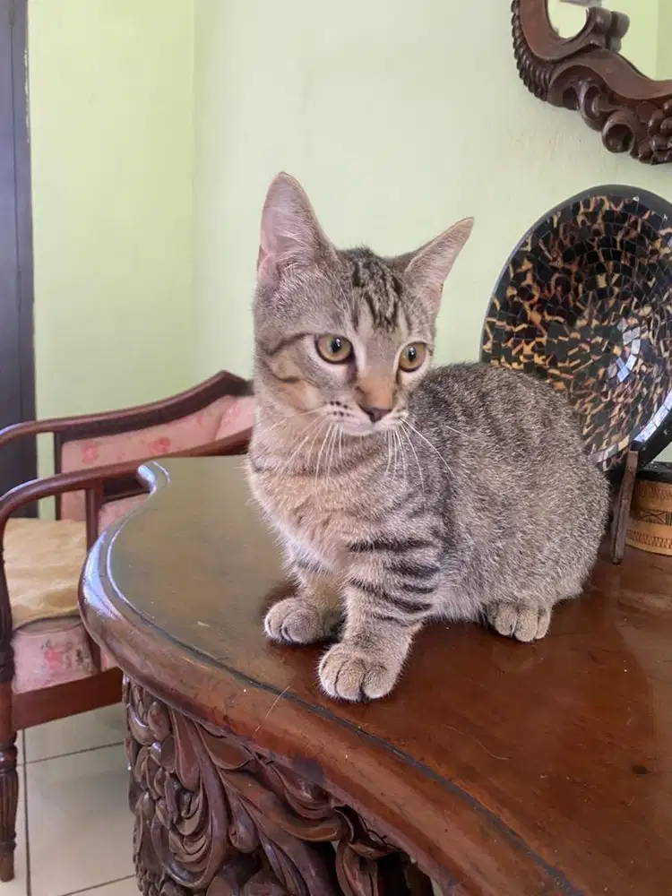 kucing munchkin jantan