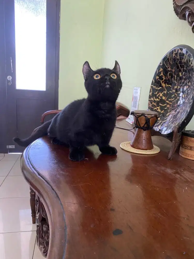 kucing munchkin jantan