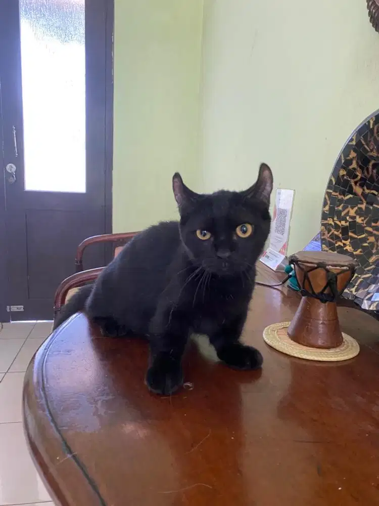 kucing munchkin jantan